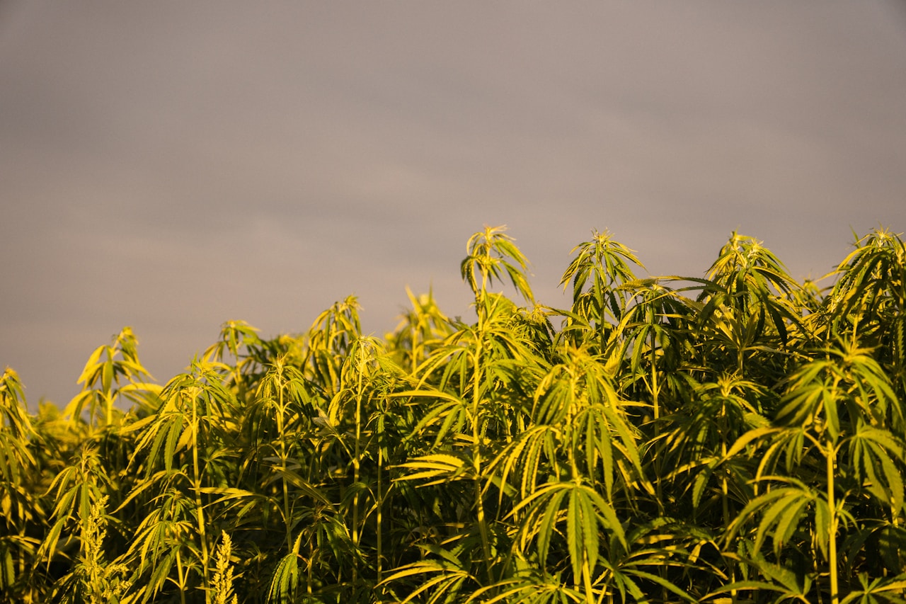 Large field of green cannabis hemp plants growing at golden hour representing high-CBD cannabis cultivation like the ACDC strain