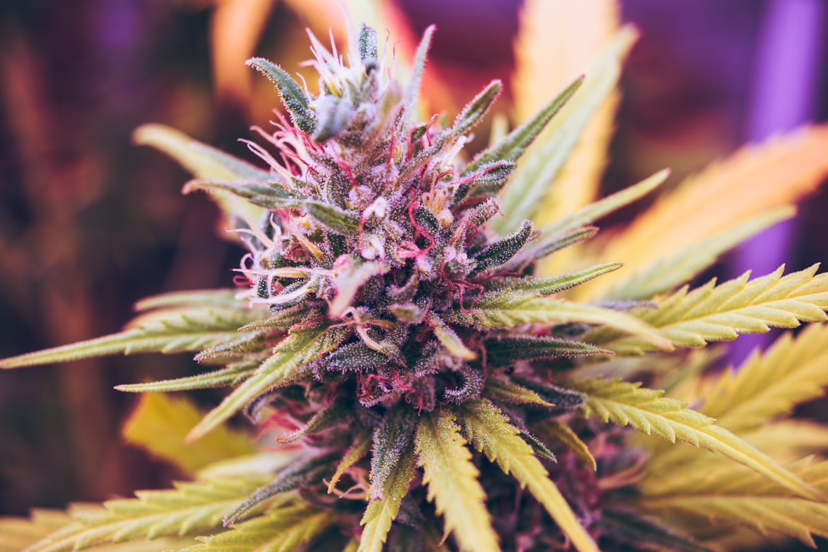 Colourful cannabis buds representing the Blue Cheese strain — an indica-dominant hybrid with distinctive blueberry and cheese terpene notes used medicinally for pain and sleep