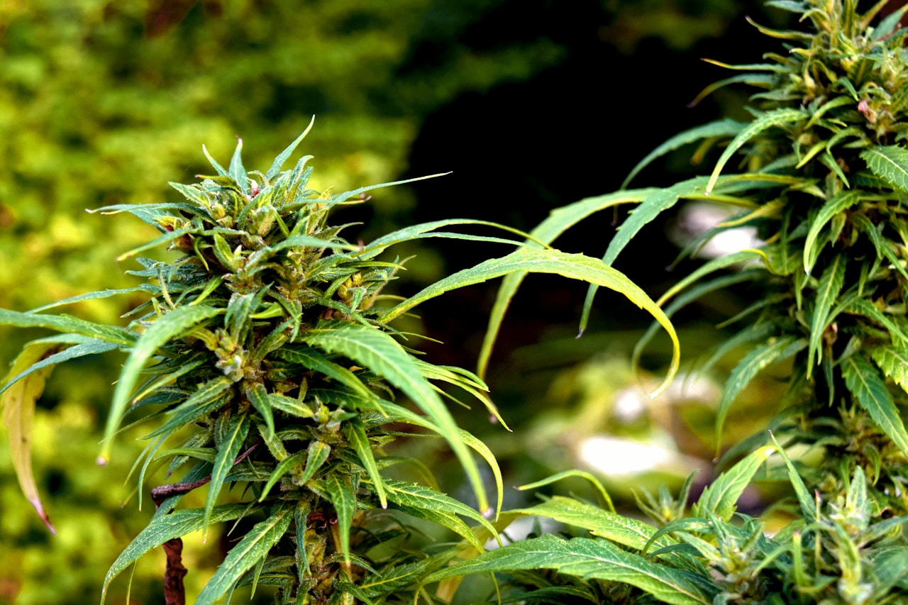 Close-up of a green cannabis sativa plant with dense buds in selective focus representing the Blue Dream strain