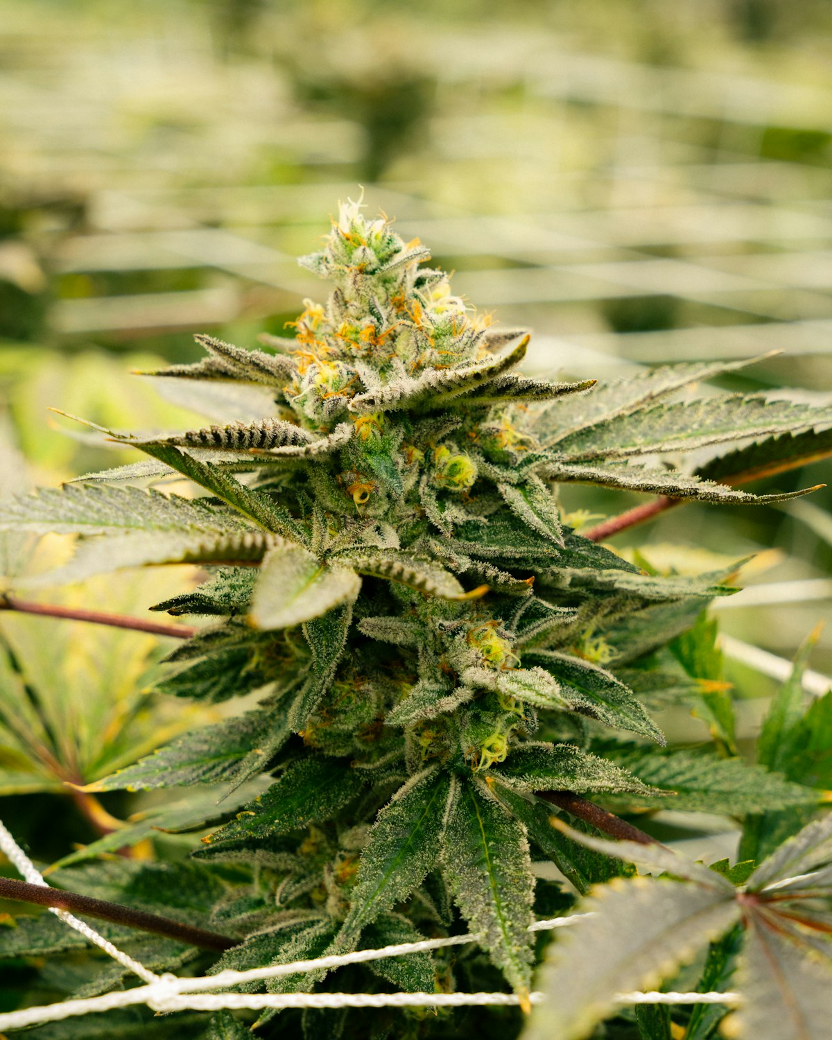 Close-up of a cannabis plant in cultivation showing dense foliage representative of Cann Group's Australian medicinal cannabis growing operations
