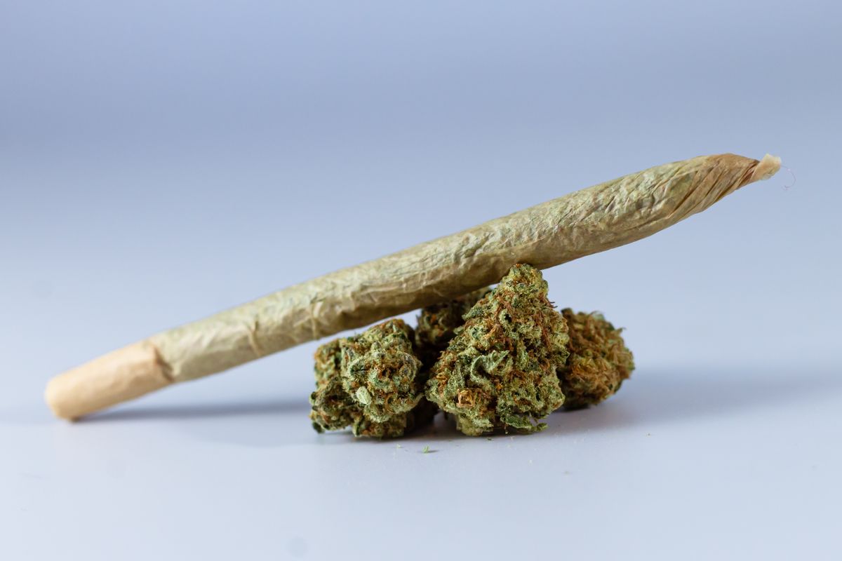 Hands carefully rolling a cannabis pre-roll joint on a white surface