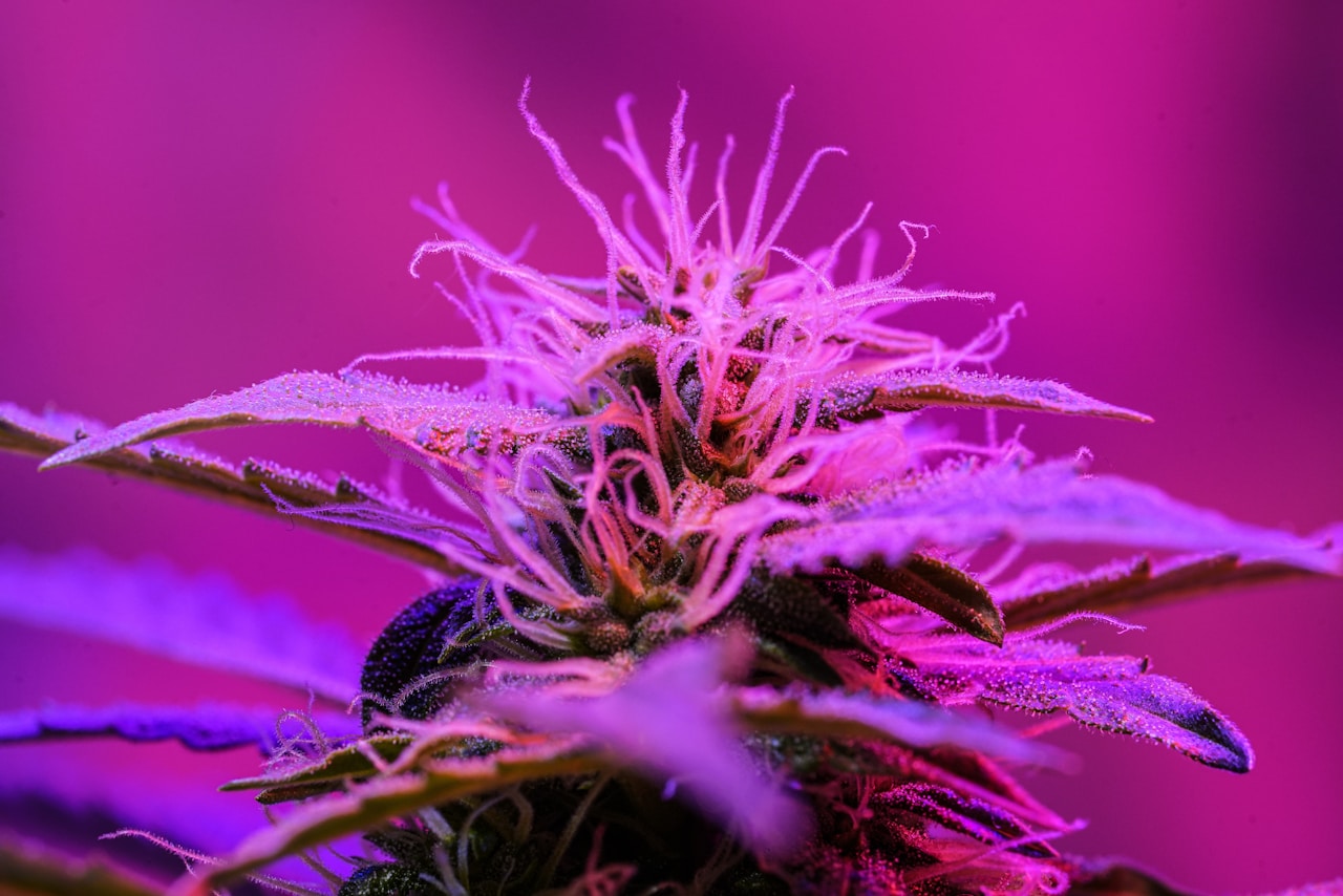 Premium Gelato cannabis buds — one of San Francisco's most iconic California strains, now available via TGA prescription in Australia through licensed local producers