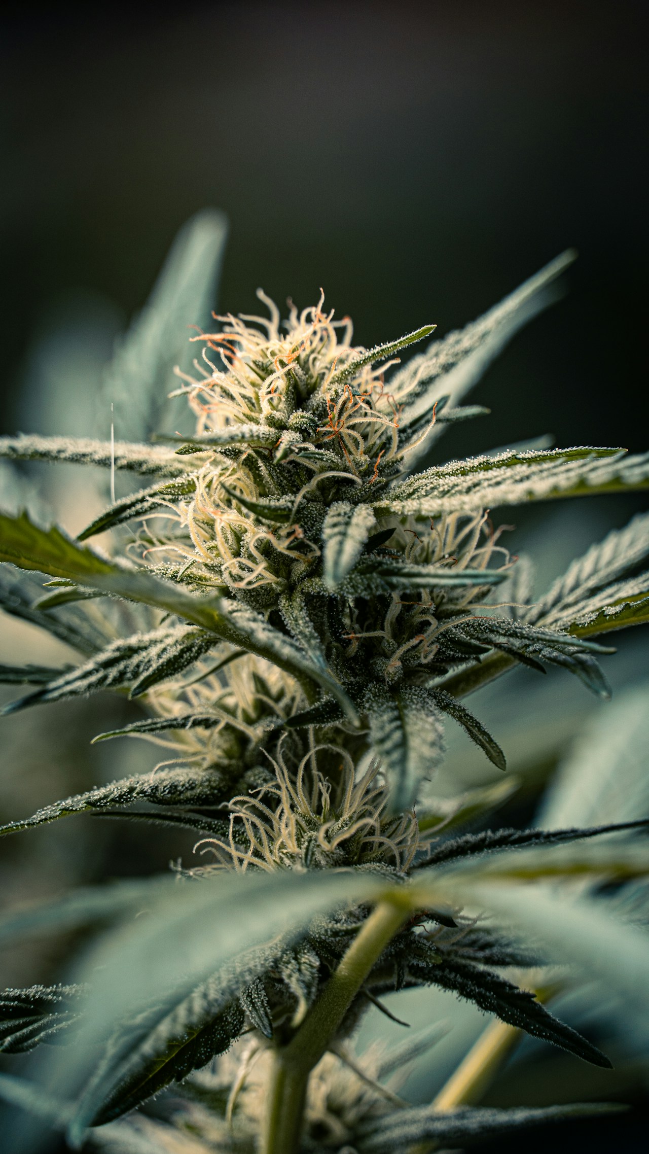 Close-up macro photograph of a dense cannabis bud with white trichome pistils representing the Gorilla Glue GG4 strain