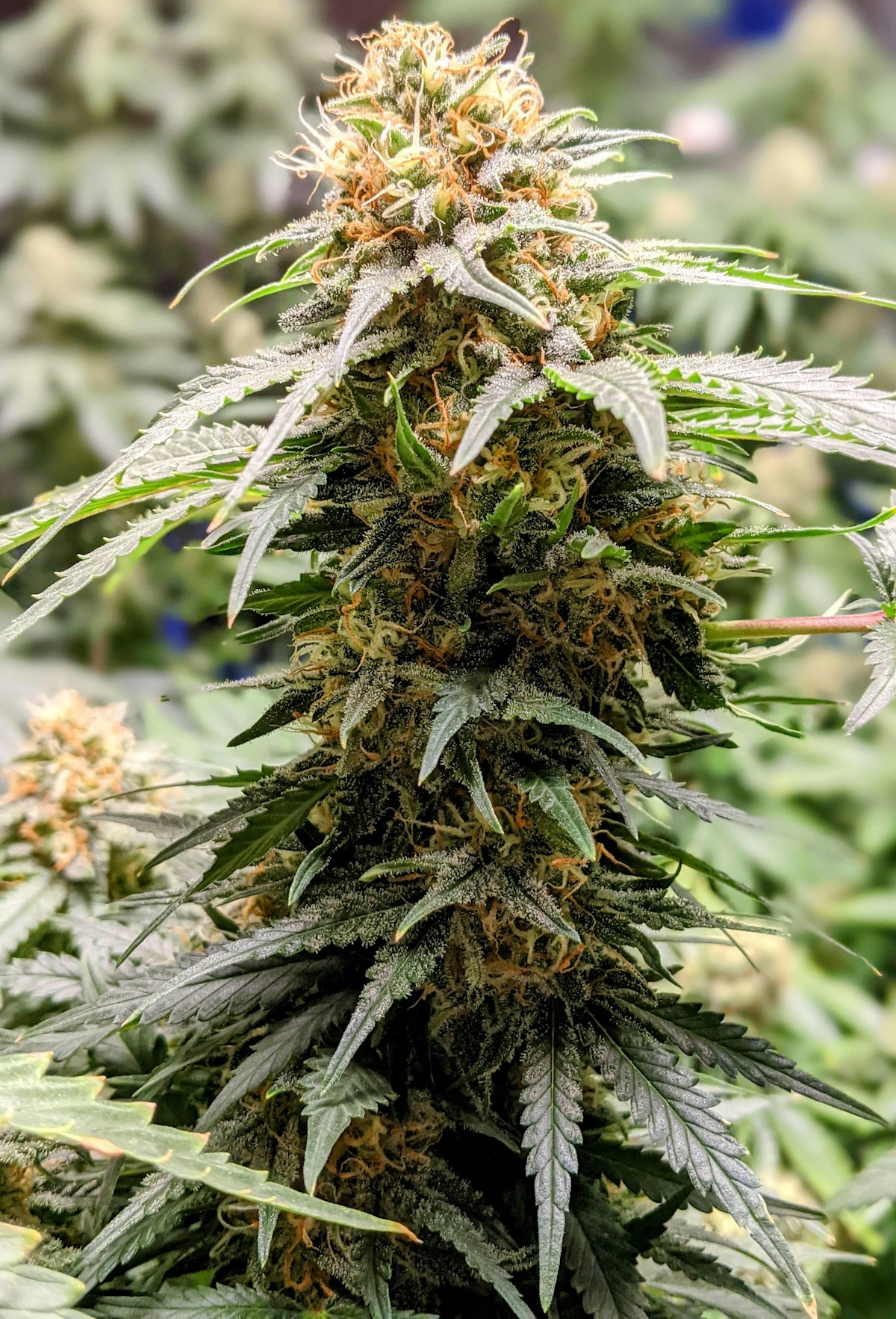 Cannabis cola mid-flowering with vivid orange pistils representing the GSC (Girl Scout Cookies) strain — a celebrated OG Kush and Durban Poison hybrid