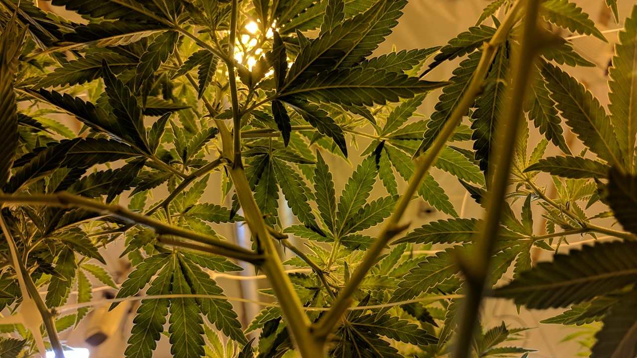 Cannabis plant leaves and stem in close-up showing the lush green foliage of a high-CBD cannabis cultivar like Harlequin