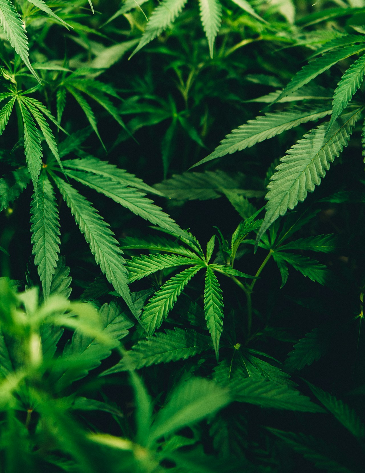 Close-up photograph of a cannabis plant bud showing the detail and structure of the Jack Herer sativa strain