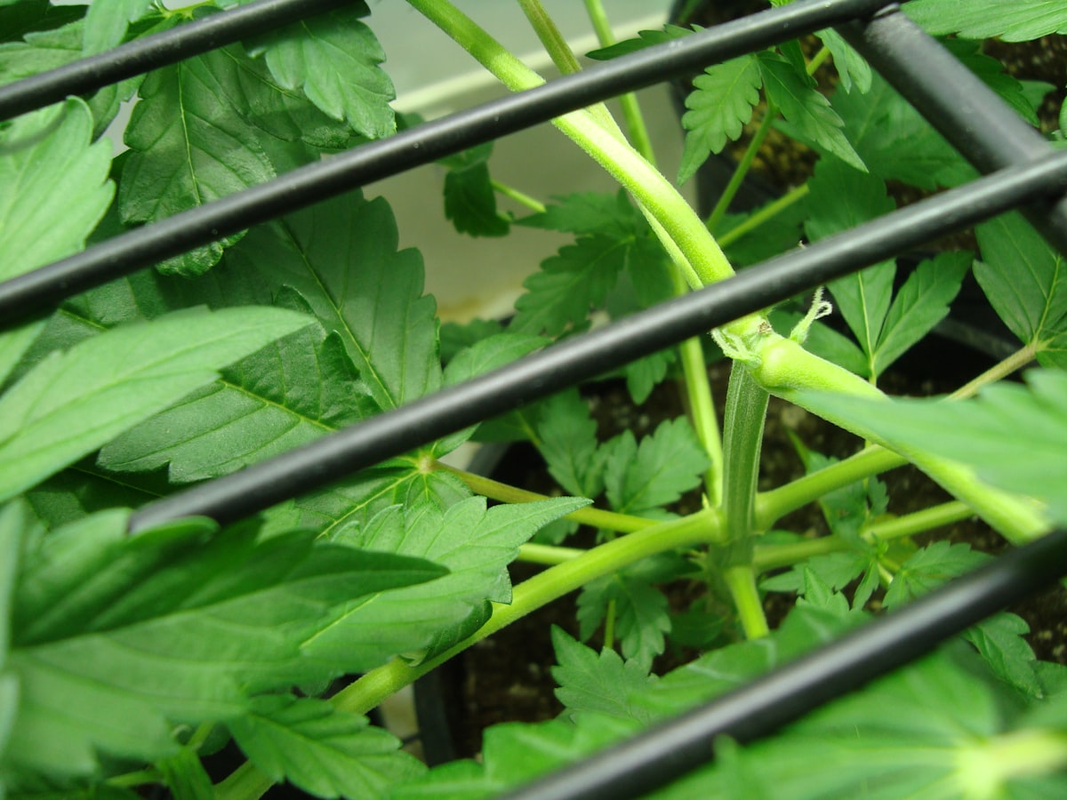 Cannabis plant with dense foliage growing under optimised lighting representing Little Green Pharma's pharmaceutical-grade cultivation approach