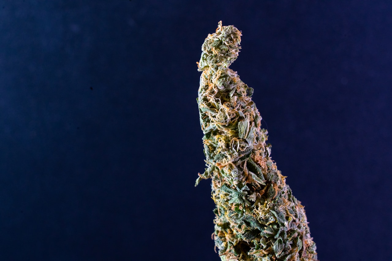 Dense cannabis indica bud on a blue surface showing the compact resinous structure of the Northern Lights strain