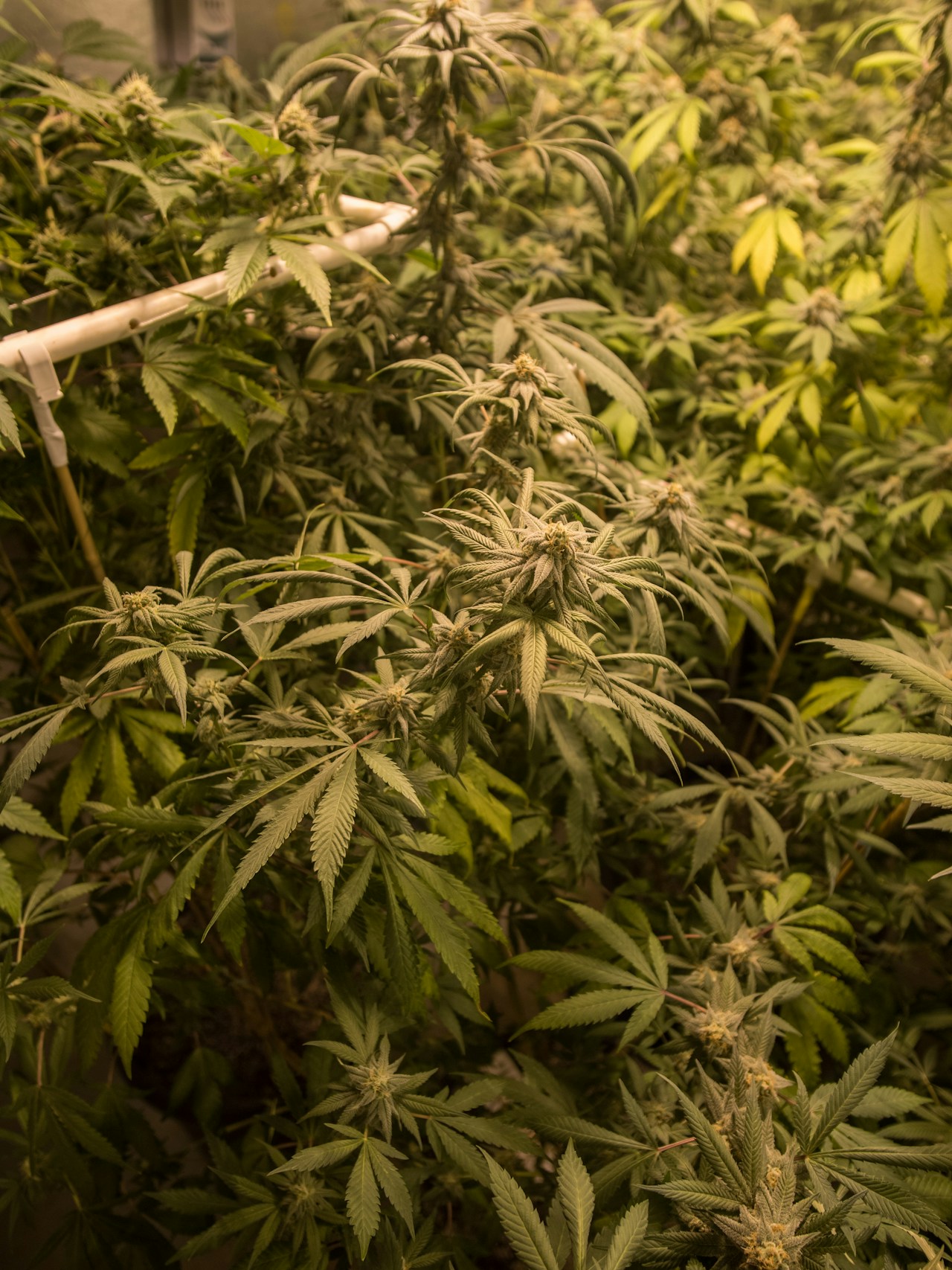 Green cannabis sativa plants with long narrow leaves and elongated bud structure representing the Sour Diesel strain