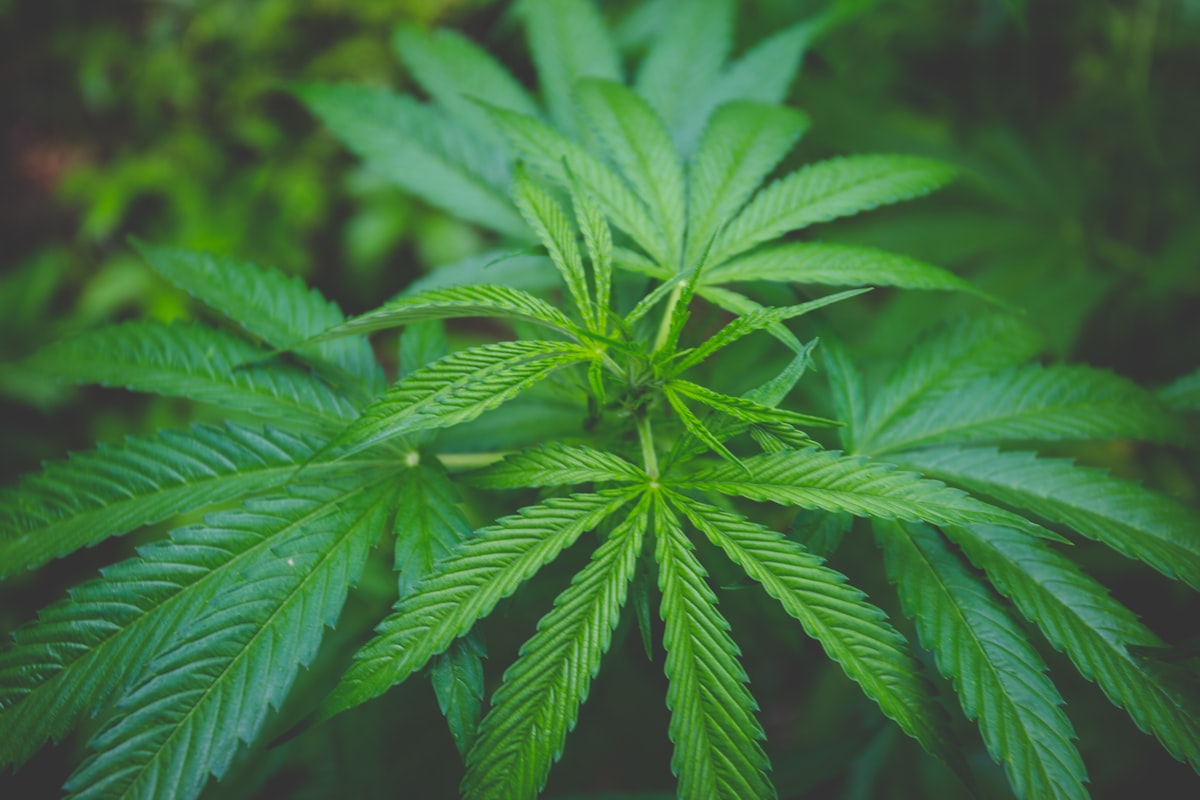 Cannabis plant in cultivation representing Tilray Brands' pharmaceutical-grade medicinal cannabis products available in Australia