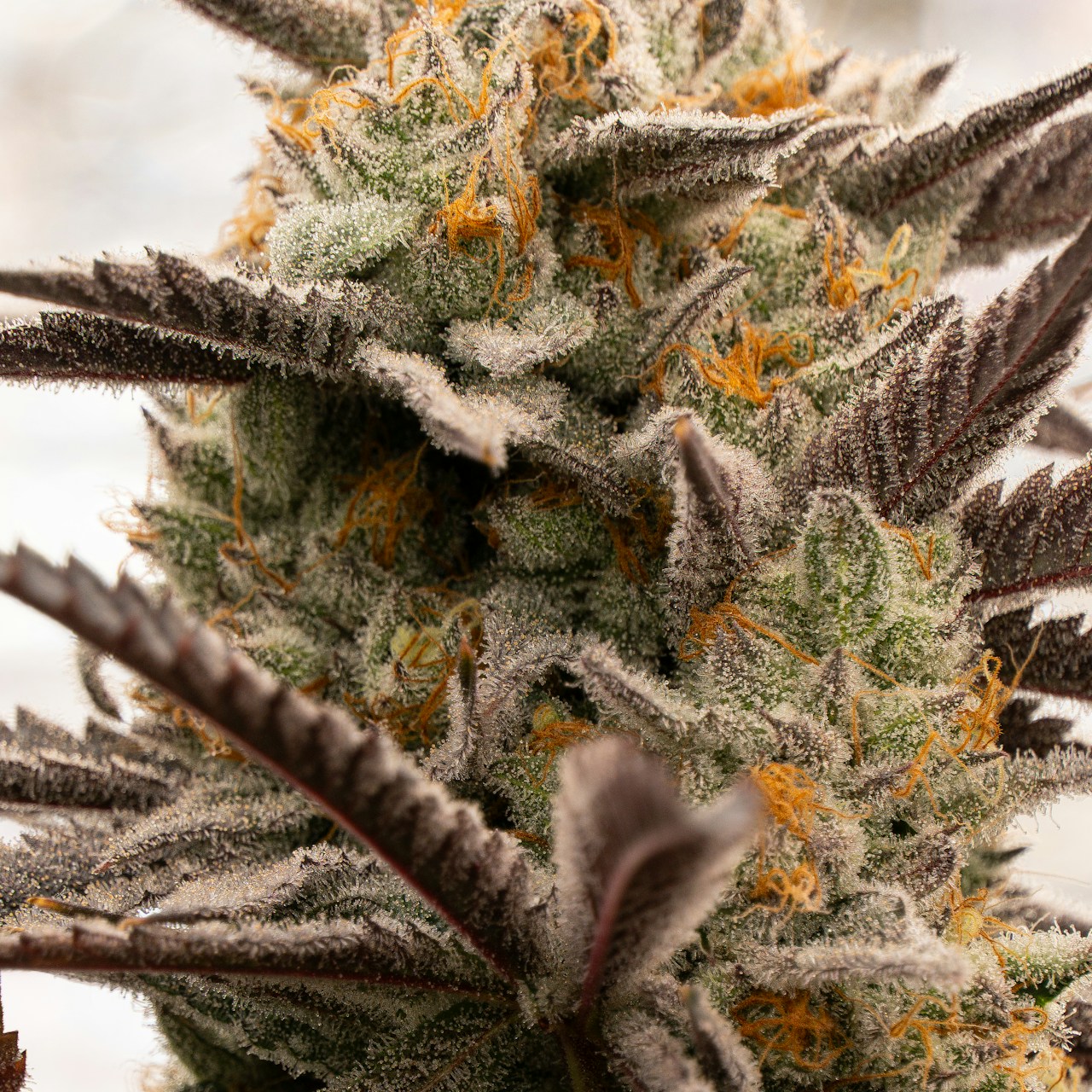 Frosty cannabis bud covered in dense white trichomes with vibrant orange pistil hairs representing the Wedding Cake strain
