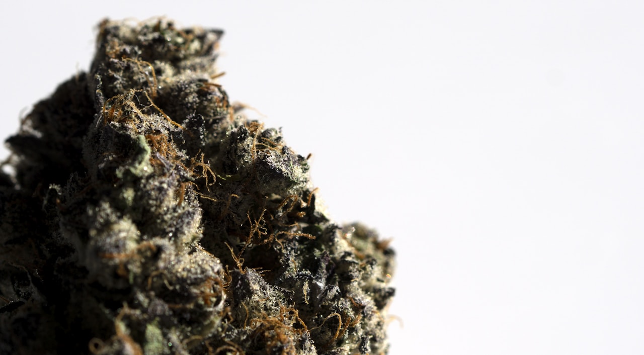 Close-up of a dense green cannabis bud on a white background showing the heavy trichome coverage characteristic of the White Widow strain