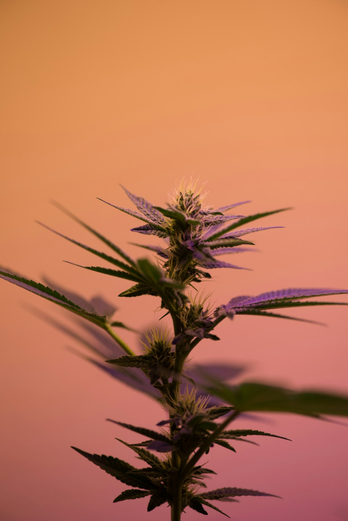 Vibrant cannabis sativa plant representing the Zkittlez strain — a California-bred indica hybrid prized for its candy fruit terpene profile and balanced relaxing effects